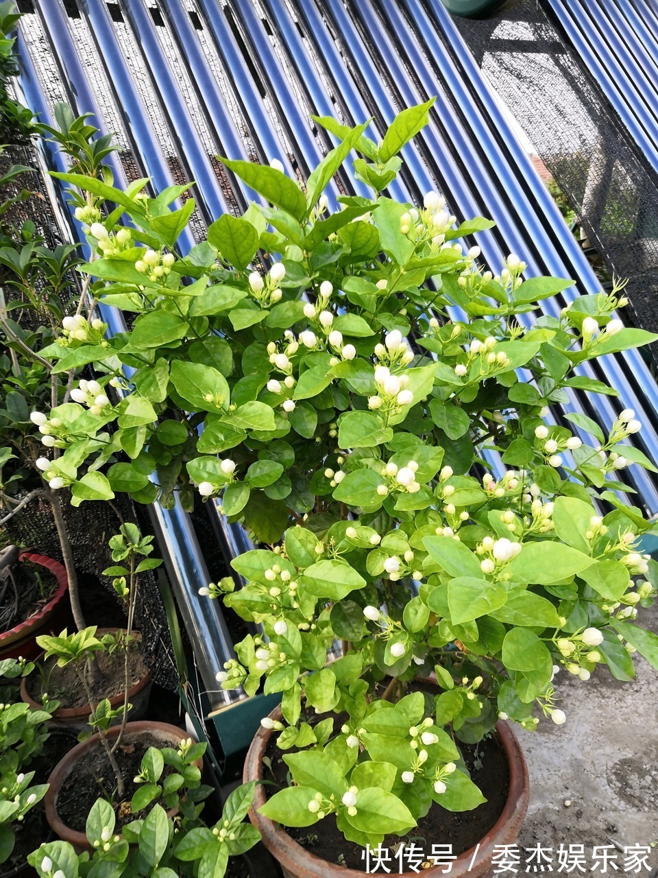 茉莉花养成“老桩”,1次开花上百朵,满园花香,技巧有4个