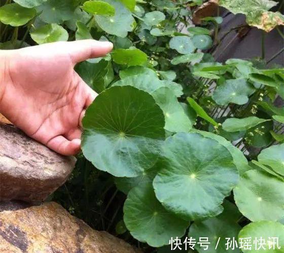 铜钱草又黄又瘦小掌握3个技巧,叶子肥绿,满盆大铜钱