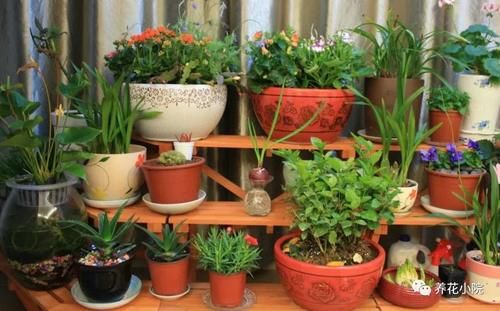 养花有3个“坏习惯”，花儿总是长不旺开花少