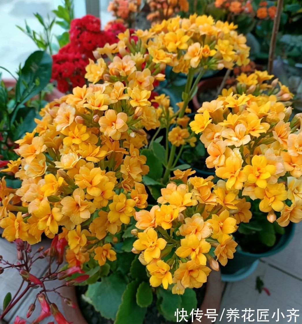 长寿花叶片发软不精神,原因有2个,无论哪个都不行,赶紧救治