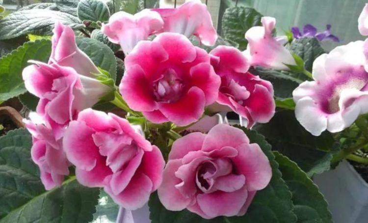 几款花卉漂亮又好闻,花色鲜艳夺目,花朵美艳迷人