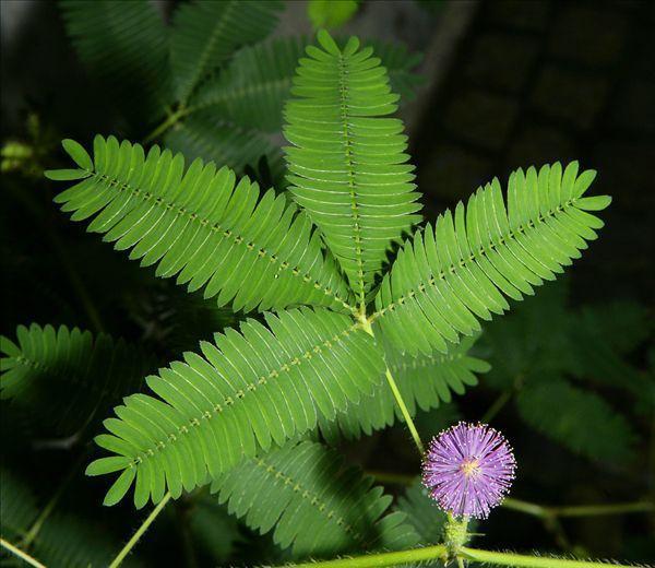 养花的花友请注意，这几种绿植一定不要摆在室内，对身体有害