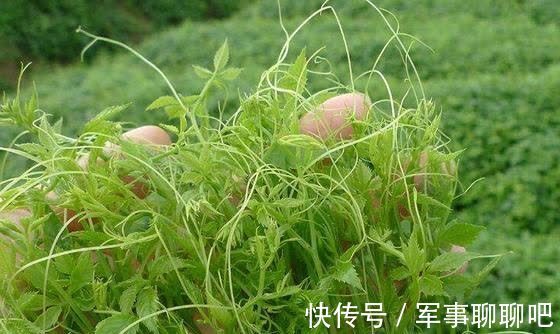 甘蔓茶|山上的这种野草常被喂猪，叶子比果子值钱，素有南方人参的美名