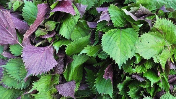 野菜|春天挖野菜,送你56种野菜大图片,带你见识不同的野菜和吃法