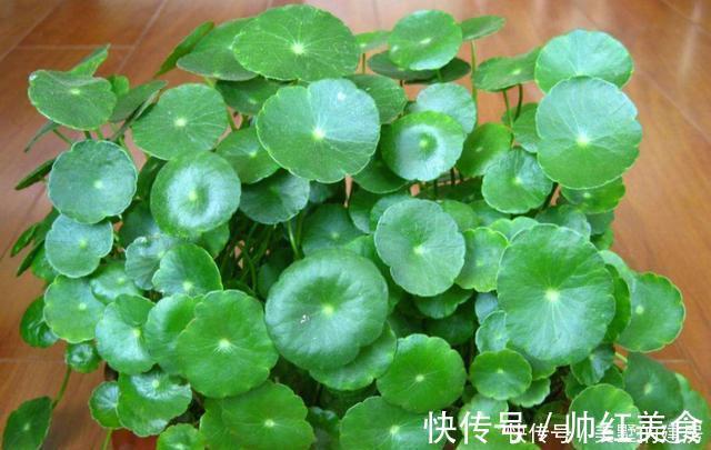 旺财|3种花造型奇特还好养,家里养一盆,旺财旺运好运到,谁养谁喜欢