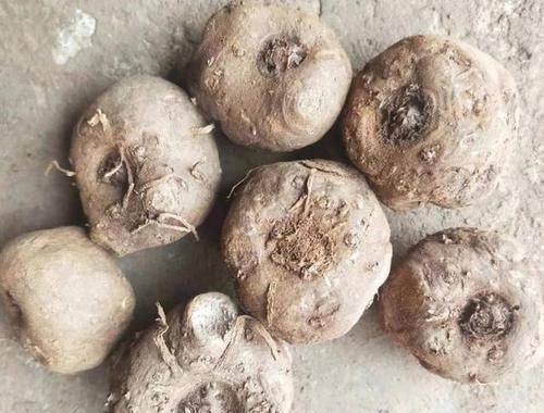 此物是天然“泻药”，没事吃2口，排出黑臭宿便，体重嗖嗖降