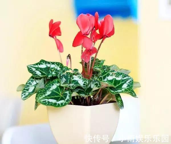 冬季养花大全,家里有这21种花的看过来