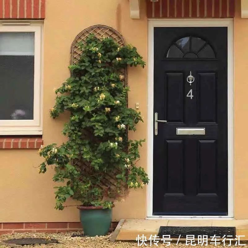 茉莉花|老中医最喜欢的五种花,家里养一盆,越养身体越健康,你家养了吗