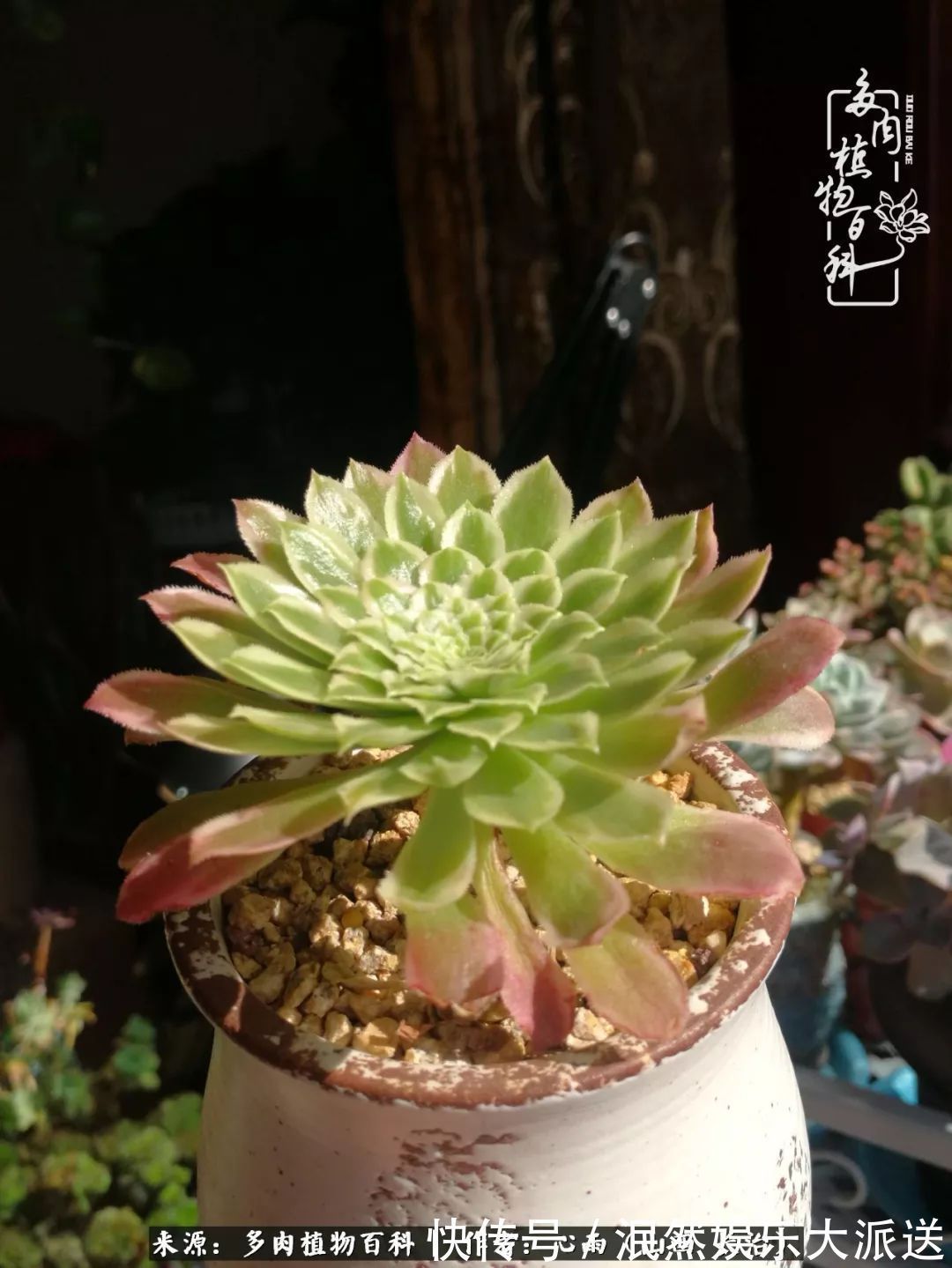 蚧壳虫|为肉痴狂!多肉植物也会用最美的容颜报答我们的勤劳付出!