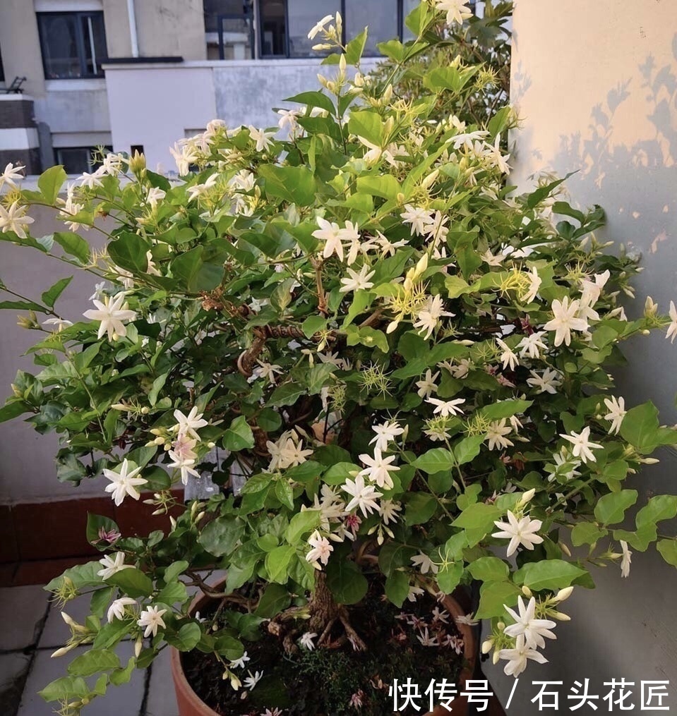 修剪|家里有5种花,12月之前要“动剪刀”,舍得剪、花量翻倍