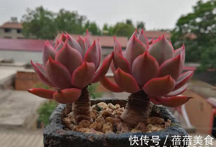 11月份买什么多肉好?当然要买这7款容易上色的多肉,服盆就变美