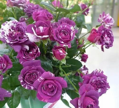 邻居|张大爷的院子里只养1种花，一年观花200天，邻居看了都羡慕