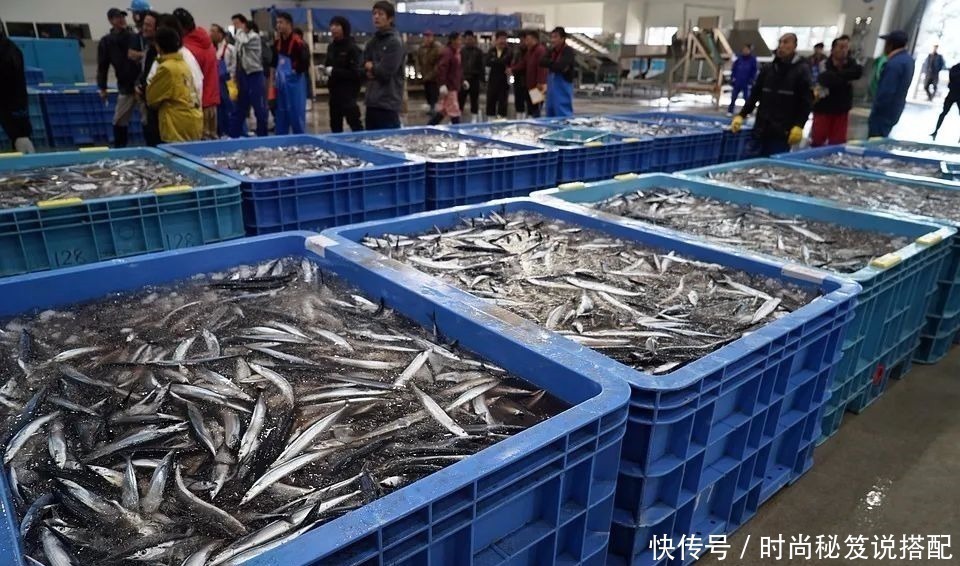 腥气|菜场碰到这鱼，我从不讲价，一次准买好几斤，香煎烧烤最美味