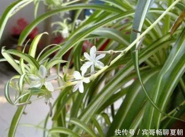 植株|家里吊兰开花了，到底留下来好还是剪掉好