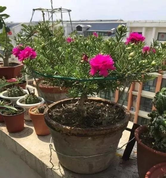养护|金枝玉叶又能派上“大用场”，嫁接几根太阳花，变成老桩“花柱”