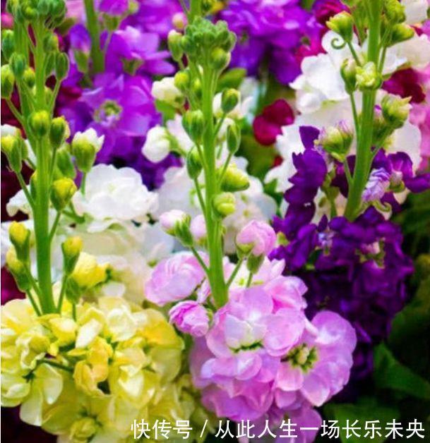 适应能力|4种旺运花，吉祥添富贵，开起花来拦不住，美不胜收，你养了吗