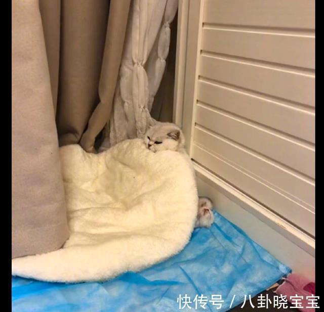 坐月子|天热网友打开了空调,刚生产的猫生无可恋裹紧了被子:我在坐月子