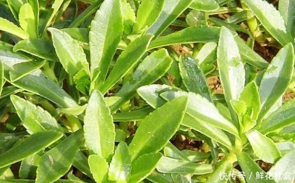 生命力|鄉(xiāng)下山坡的野草,傳說用金子也不換,吃它對(duì)心臟病有不錯(cuò)的療效