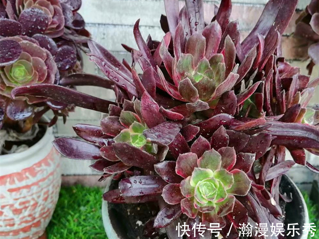 多肉法师夏季不休眠正常吗?不休眠的法师如何养护?顺其自然最好