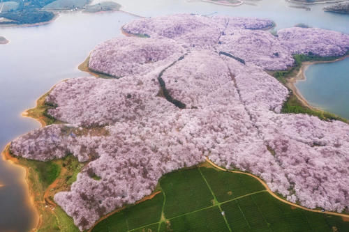 四川隔壁世界级花海，70万株樱花景观免费开放，花期只有1个月