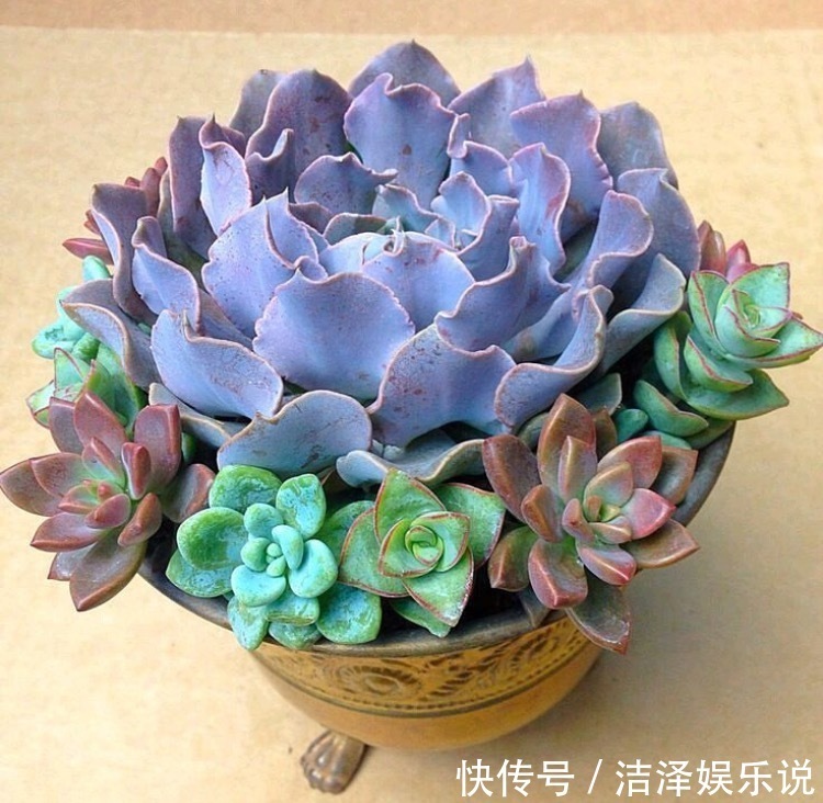 手捧花|学会3招,多肉养成“手捧花”,七夕情人节,最漂亮的礼物!