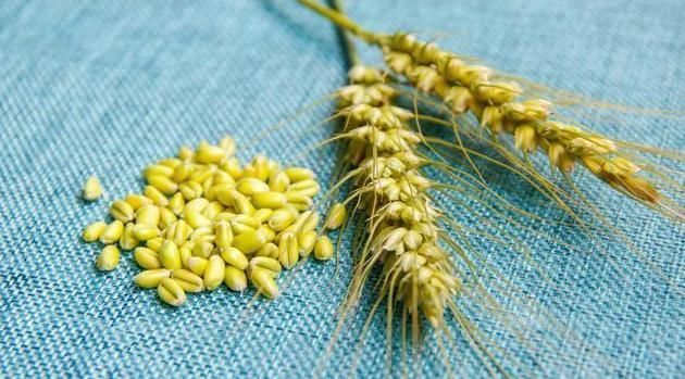 一味不被人熟知的良药,李时珍却说它善于“补气除热、敛汗止汗”