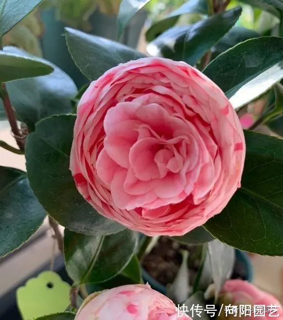 养山茶花，经常遇到的“8大难题”，老花医帮你解决，很实用