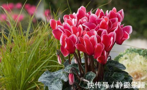 新手|3种花，现在养一盆正当时，叶油绿开花美，新手也能轻松驾驭！