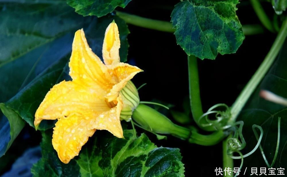 离不开|女性过了40岁,3种食物离不开,补充营养,身体棒棒哒