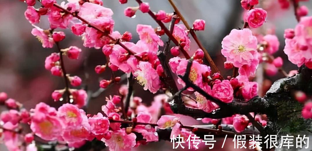 农历九月十八霜降后，养什么花？家里养3种花，大吉大利喜气盈盈