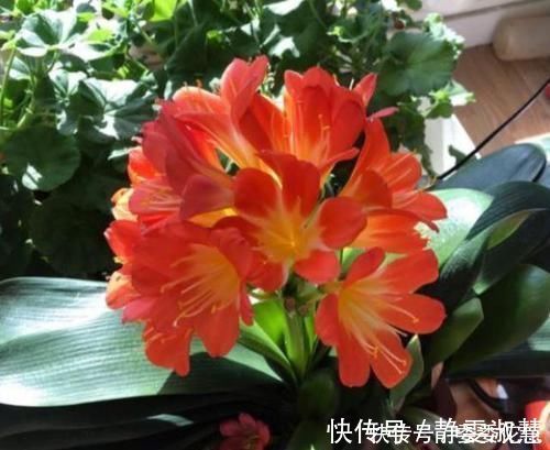 肥料|养护君子兰,2个肥料轮流用,一种长厚叶,一种开大花