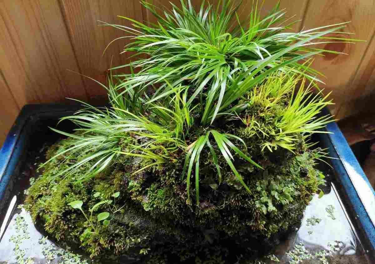 绿植|河边常见的3种草,现在都成了网红绿植,养护起来超简单