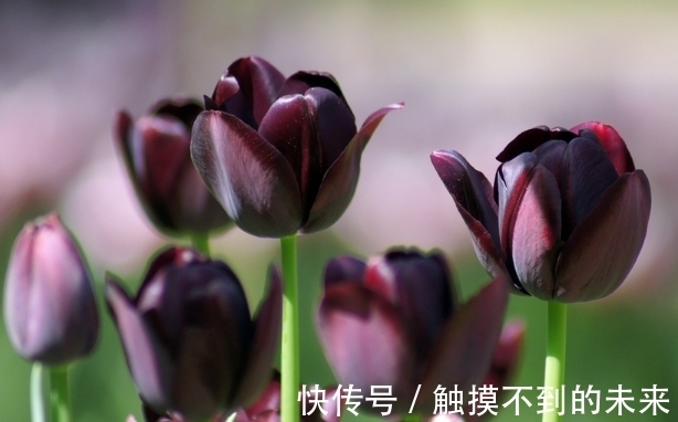 此花被人誉为“夜皇后”,它是神秘高贵的象征,还有独特领袖权力