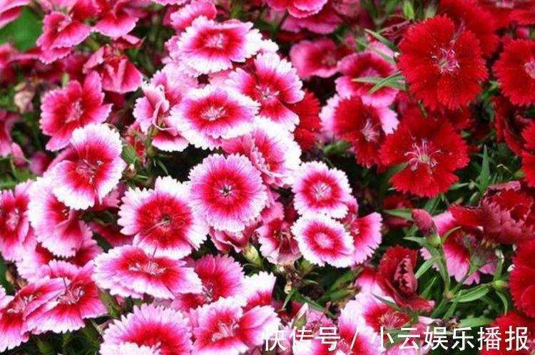 二乔牡丹|养花就养4种花，家里养一盆，开花漂亮花期长，谁养谁爱