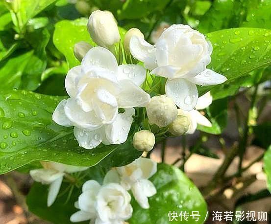 叶片|养茉莉花,花后记住“4要领”,花开不断芳香四溢,每次都爆盆