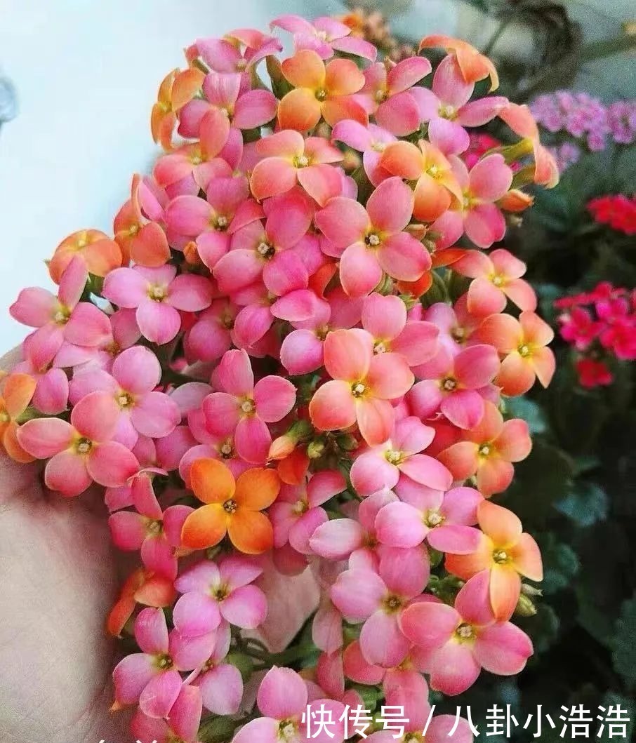 花期|45种长寿花，个个都是高颜值，家里养几盆，美得移不开眼