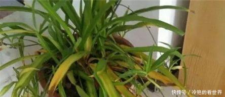 吊兰叶子发黄|盆栽吊兰总是黄叶干尖吗?试试这个方法