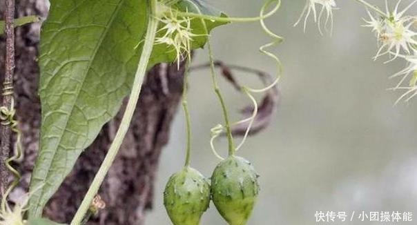 路边这种“野草”,果实似盒子,小时当玩具,不知是珍贵药草!