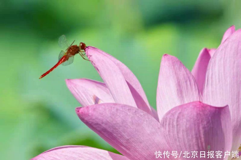 赏心悦目！玉渊潭荷花盛开|美图 | 赏心悦目