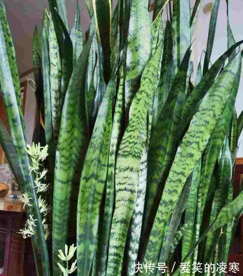 虎皮兰文|虎皮兰文竹养不好,撒一把粉末,半年不施肥也会蹭蹭长