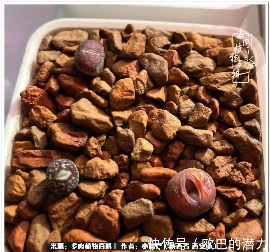 从景天到水泡和肉锥,那些年阳台种植多肉的历程!