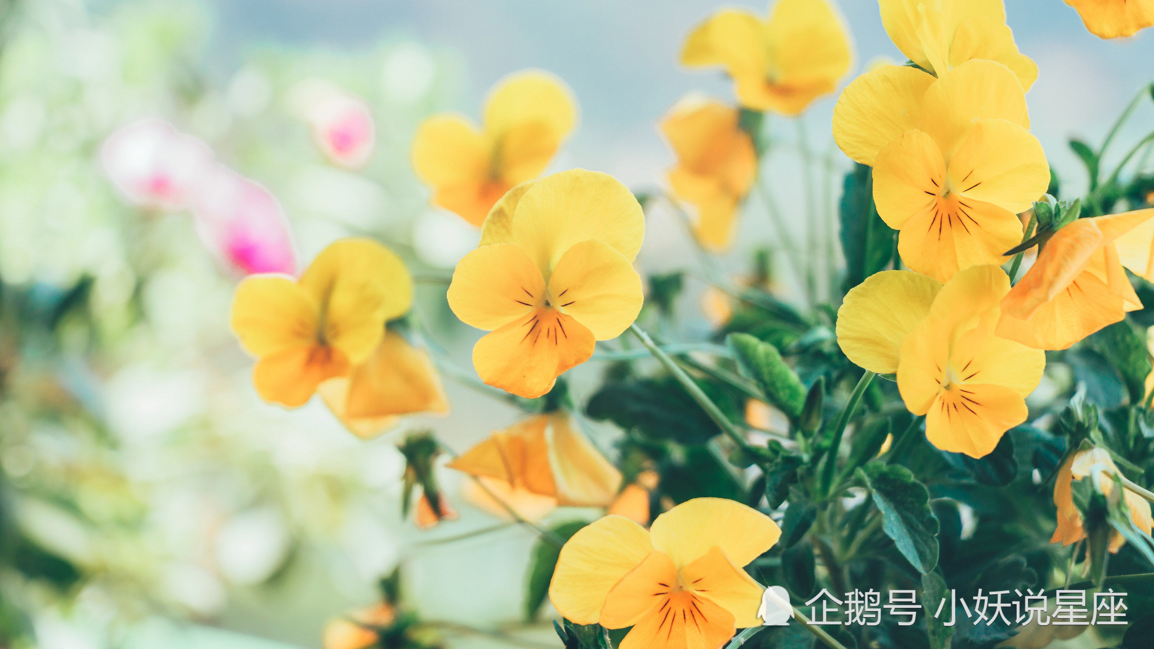 3月21日愛情運勢 真愛相隨 情定三生的四大星座 看新聞