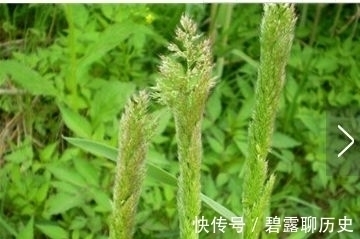 地肤|农村常见的野草，牛都不吃，是老中医用来治疗“关节痛”的良药