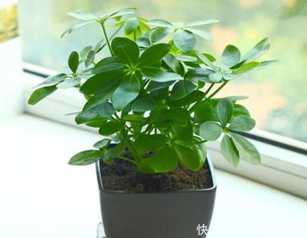 花盆里发现蚜虫、小黑飞?别头疼了,3个小技巧保管它们去无踪