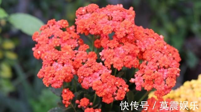 长根|还在花钱买花遇上“6种花”掐根枝回来，插到土里就活，很简单