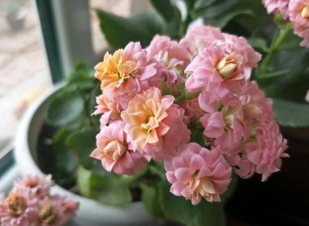 在养长寿花和蟹爪兰的时候，用这“三招”，可以一年四季欣赏花卉