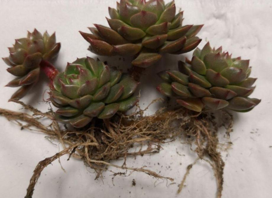 新人居家盆栽多肉,叶子总干巴巴、没精神,该怎么办?