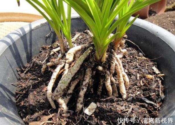 灭菌|养花的土，这样消毒“处理一下”，没有虫子病菌，花草长得旺！