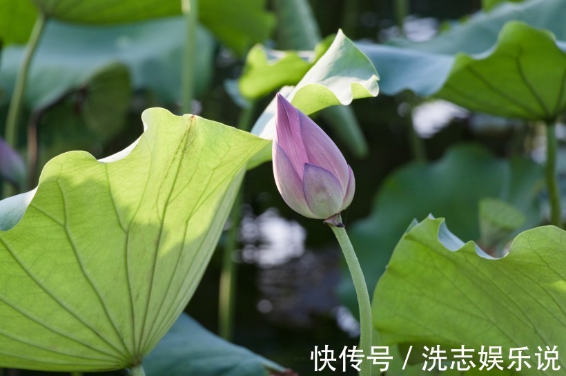 生肖鼠|下个月内，缘分和桃花付出至深，牵手爱情再次相亲相爱的四大生肖