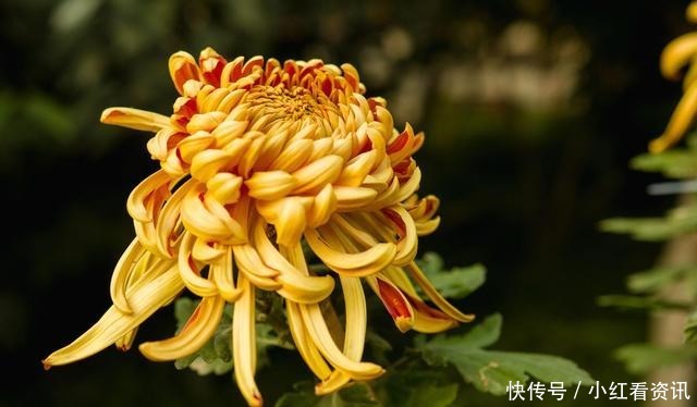 从不|智者,从不说的五句话!